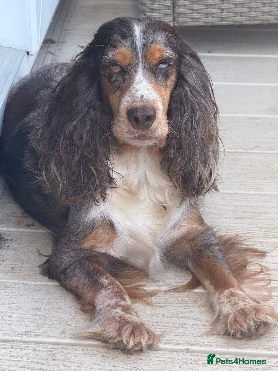 Cocker Spaniel dogs for sale: F1 , 3 pups left  - Image 8