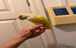 Lovebirds birds for sale: Lovebird - Image 1