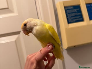 Lovebirds birds - Advert 3