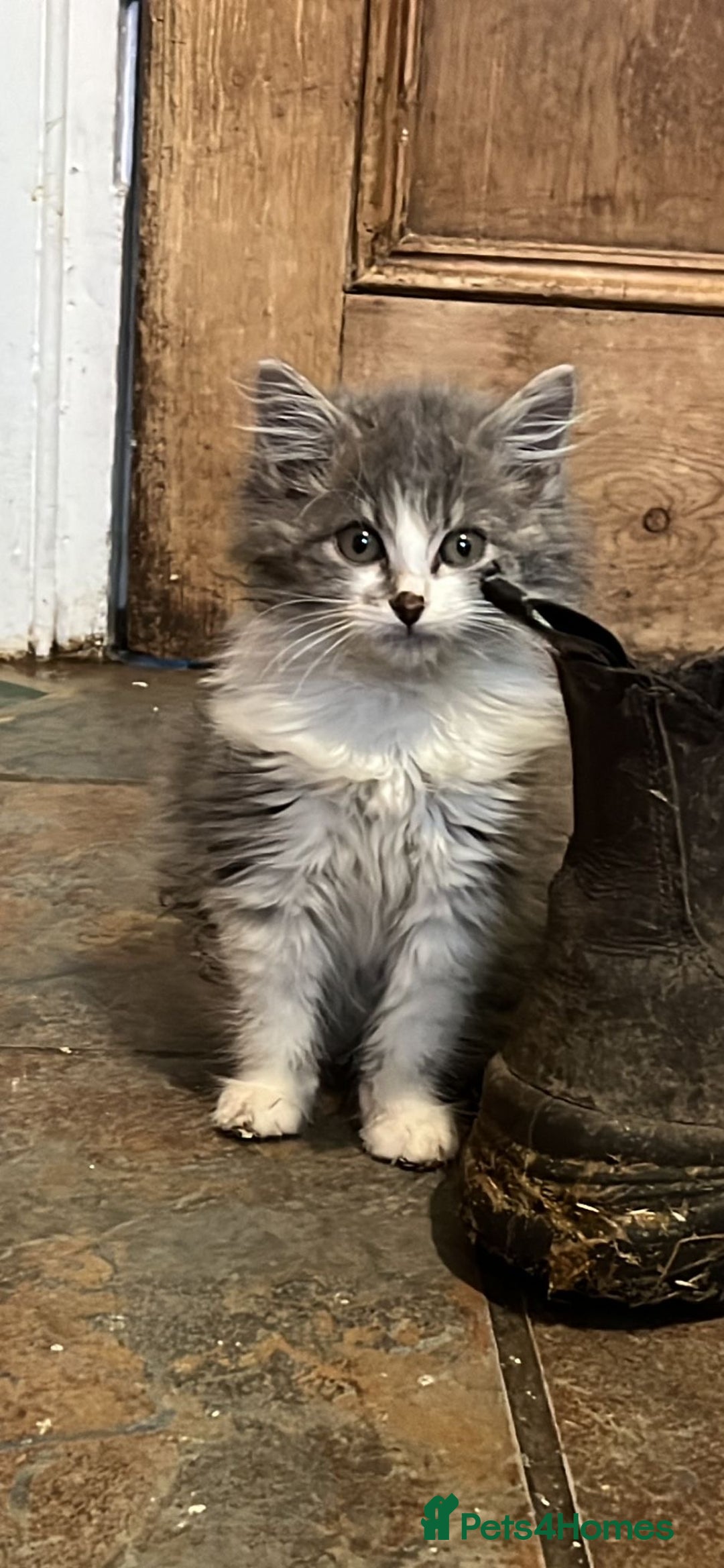 Mixed Breed cats for sale: Long and short haired, litter trained kittens  - Advert 10