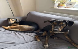 Mixed Breed dogs for adoption: Puppy Rina is waiting for you! - Image 8