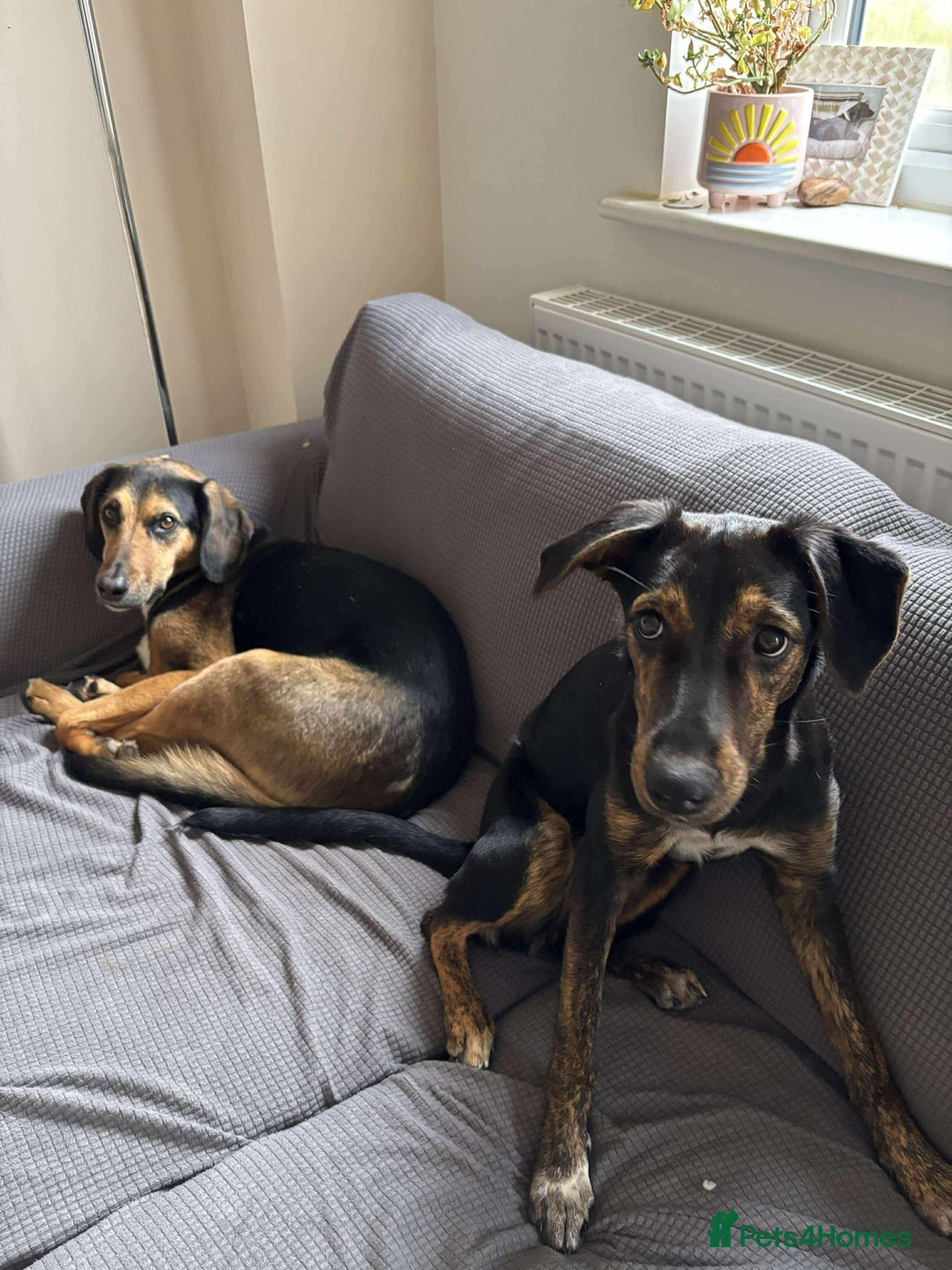 Mixed Breed dogs for adoption: Puppy Rina is waiting for you! - Image 8