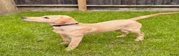 Labrador Retriever dogs for sale: Luna - Labrador Retriever KC Registered  - Advert 5