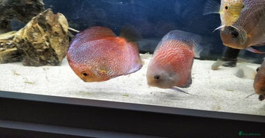 Discus fish - Advert 7