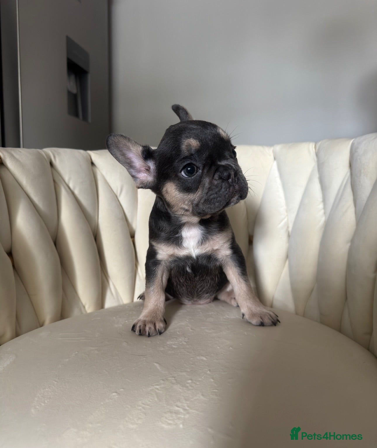French Bulldog dogs French bull dog puppies  - Advert 1