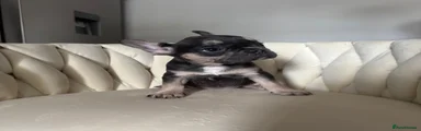 French Bulldog 5