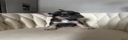 French Bulldog dogs for sale: French bull dog puppies  - Advert 3