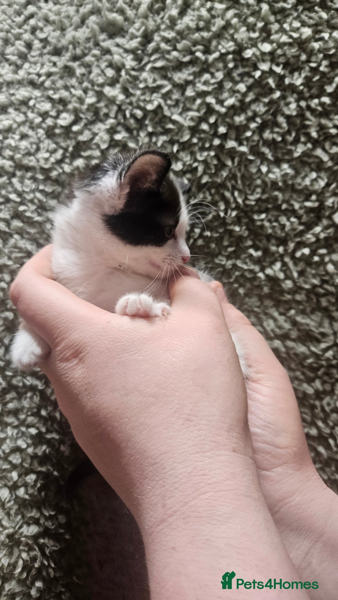 Mixed Breed cats for sale: Kittens  - Advert 4