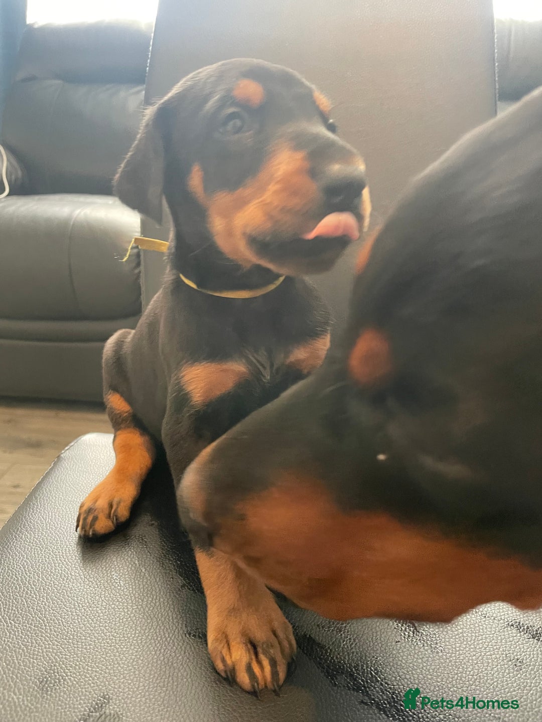 Dobermann dogs for sale: Doberman pups - Advert 15