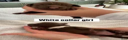 Cocker Spaniel dogs for sale: Beautiful Cocker Spaniel Pups - Advert 5