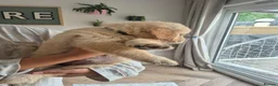 Golden Retriever dogs for sale: KC Registered Puppies - 2 x Girls Available - Advert 3
