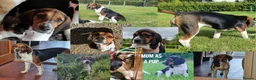 Beagle dogs for sale: Beautiful Boy Beagles - MUM DNA and Health Tested - Advert 3