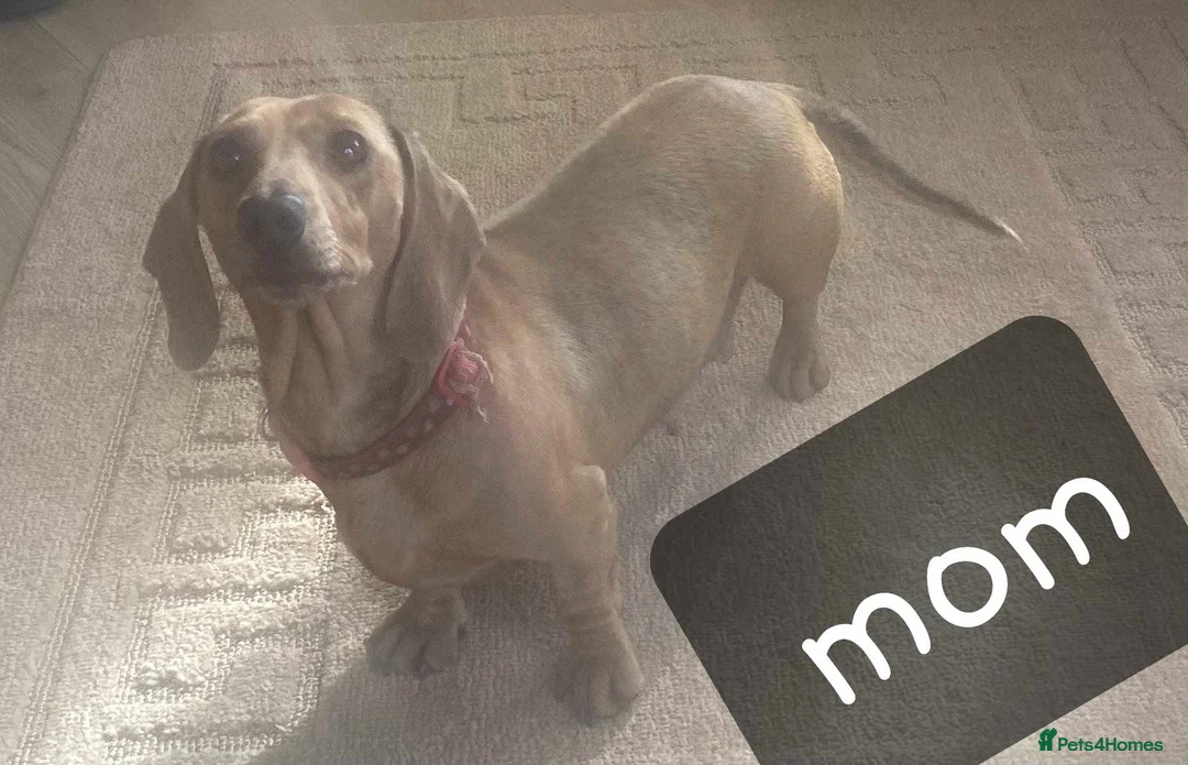 Miniature Dachshund dogs for sale: 🐕🐕3 miniature dashund puppy’s 🐕🐕 - Advert 10