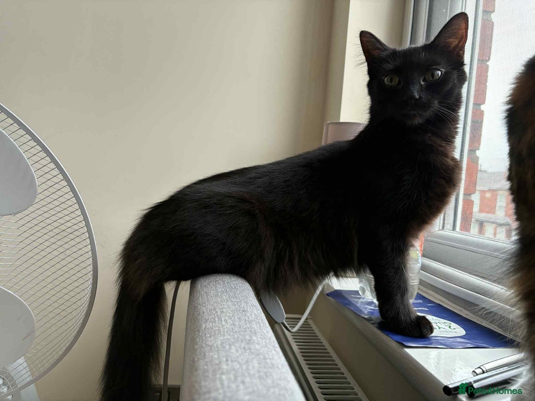 British Longhair cats for sale: Mushroom - Image 2