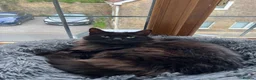 Mixed Breed cats for sale: Very special cat looking for a rural home - Advert 4