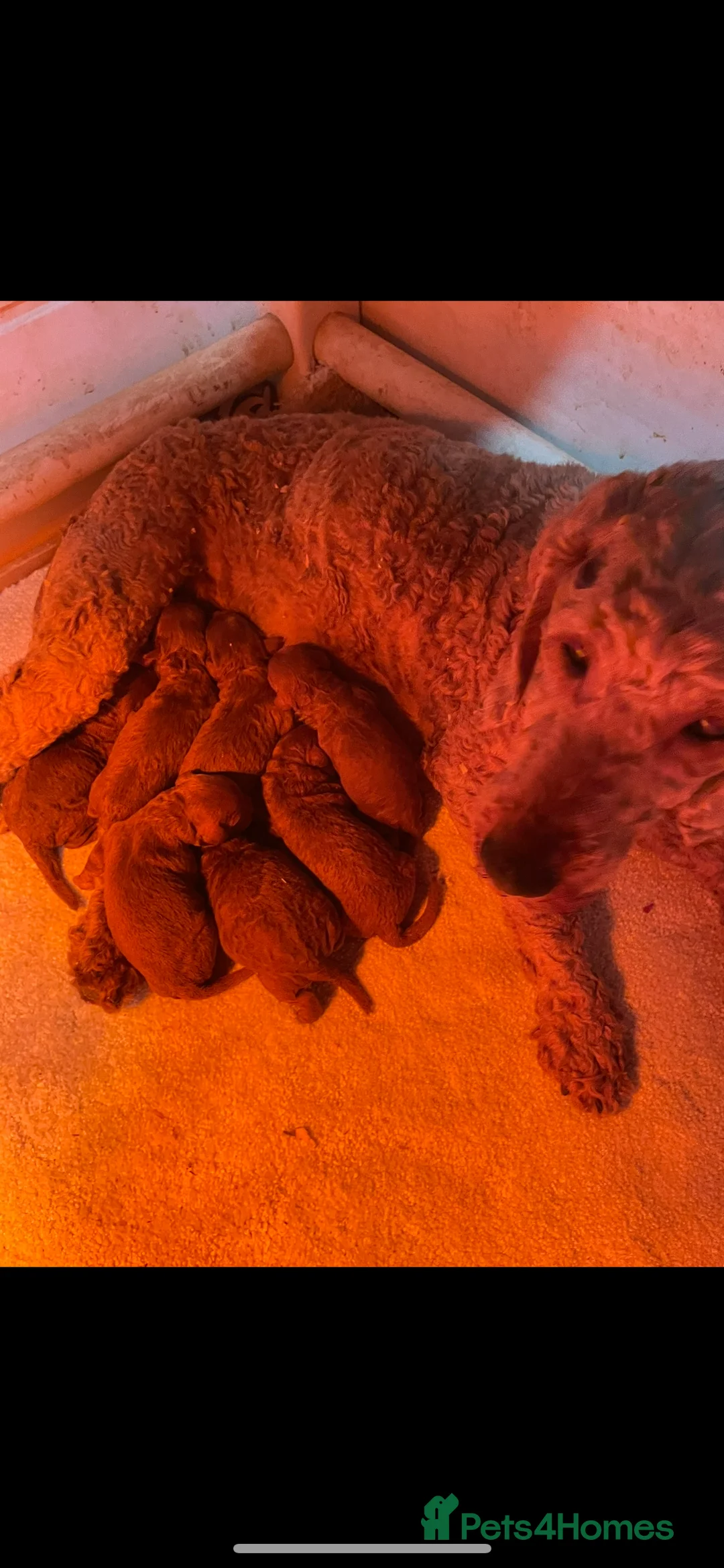 Cockapoo dogs for sale: COCKAPOO PUPPIES  - Advert 2
