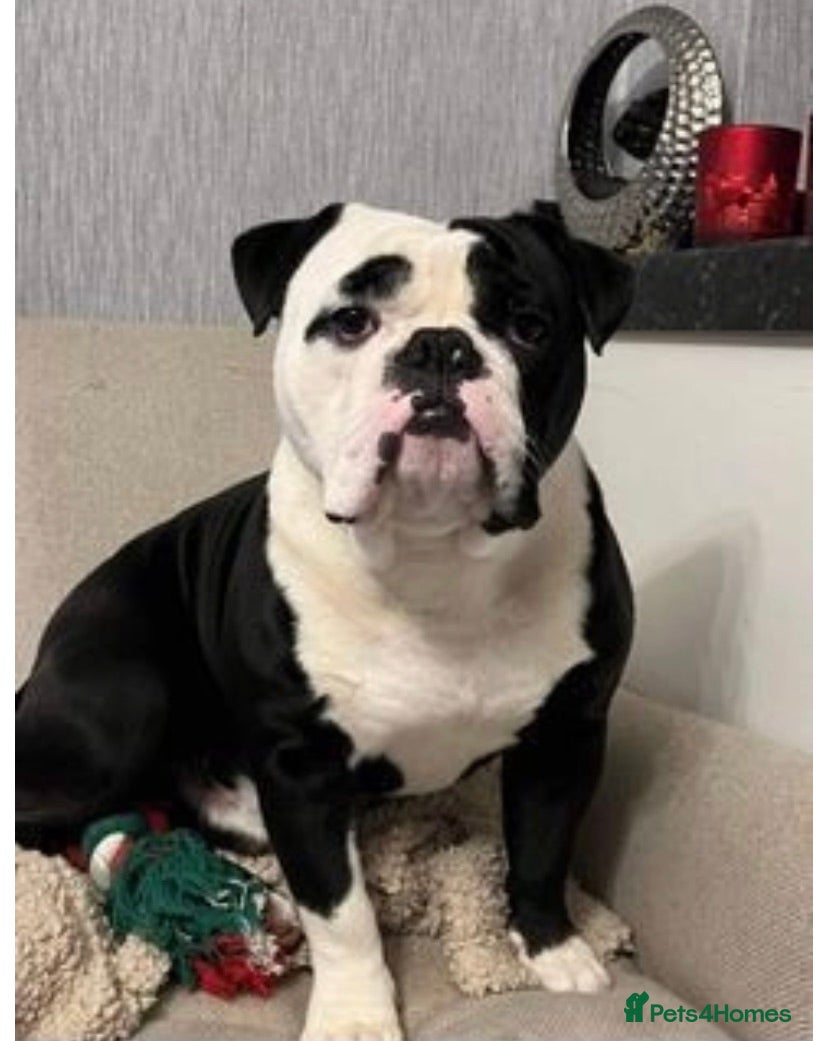 Olde English Bulldogge dogs Retired stud dog looking for his forever family - Advert 3