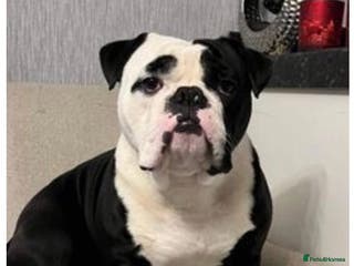 Olde English Bulldogge dogs Retired stud dog looking for his forever family - Advert 1
