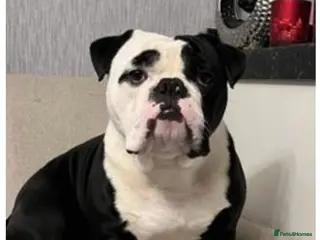 Olde English Bulldogge dogs Retired stud dog looking for his forever family - Advert 12