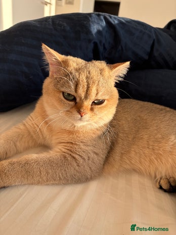 British Shorthair cats - Advert 1