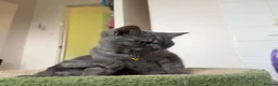 British Shorthair cats for sale: British Shorthair  - Advert 30
