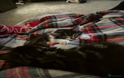 Maine Coon cats for sale: Mainecoon x domestic  - Advert 2