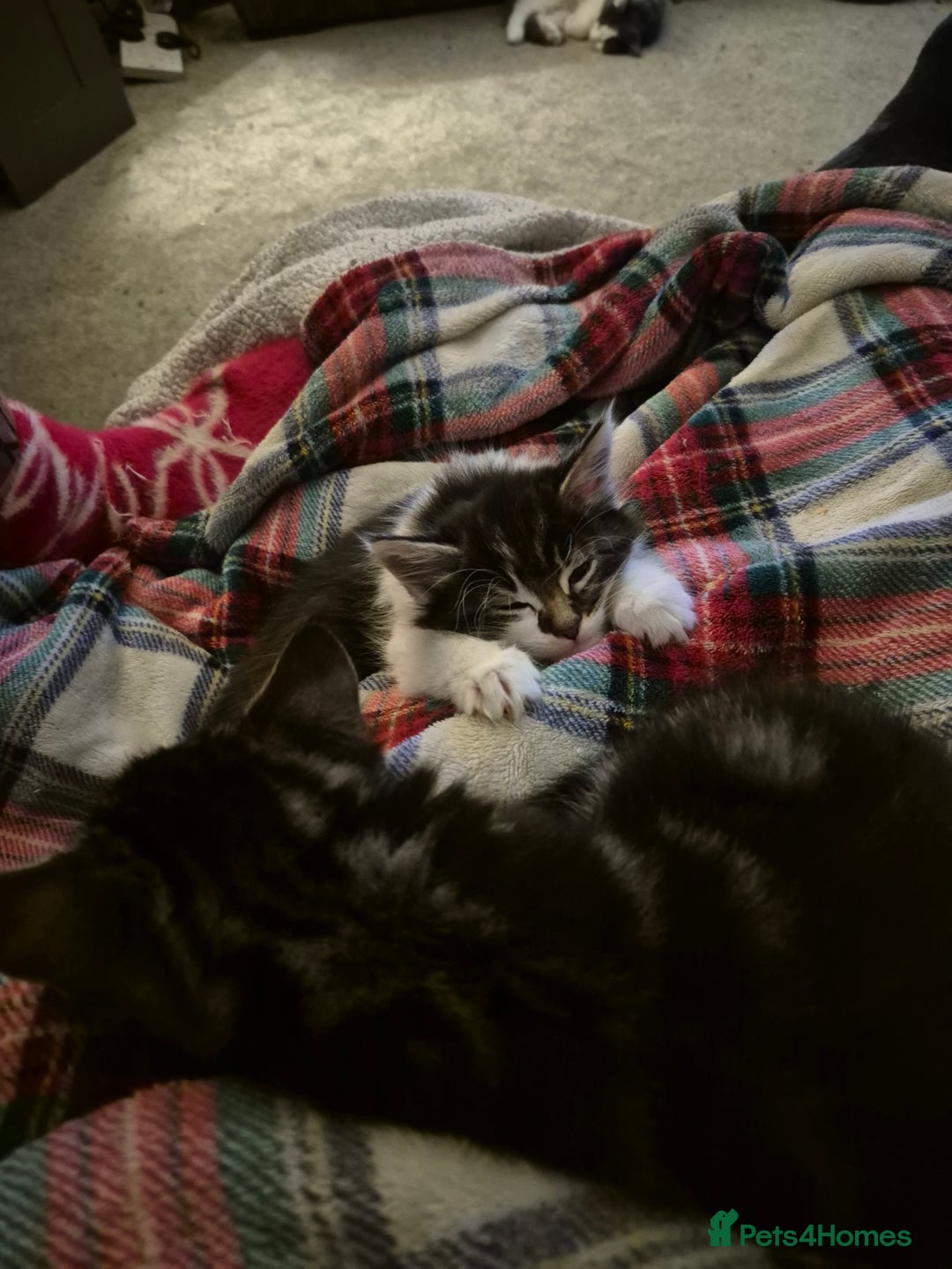 Maine Coon cats for sale: Mainecoon x domestic  - Advert 2