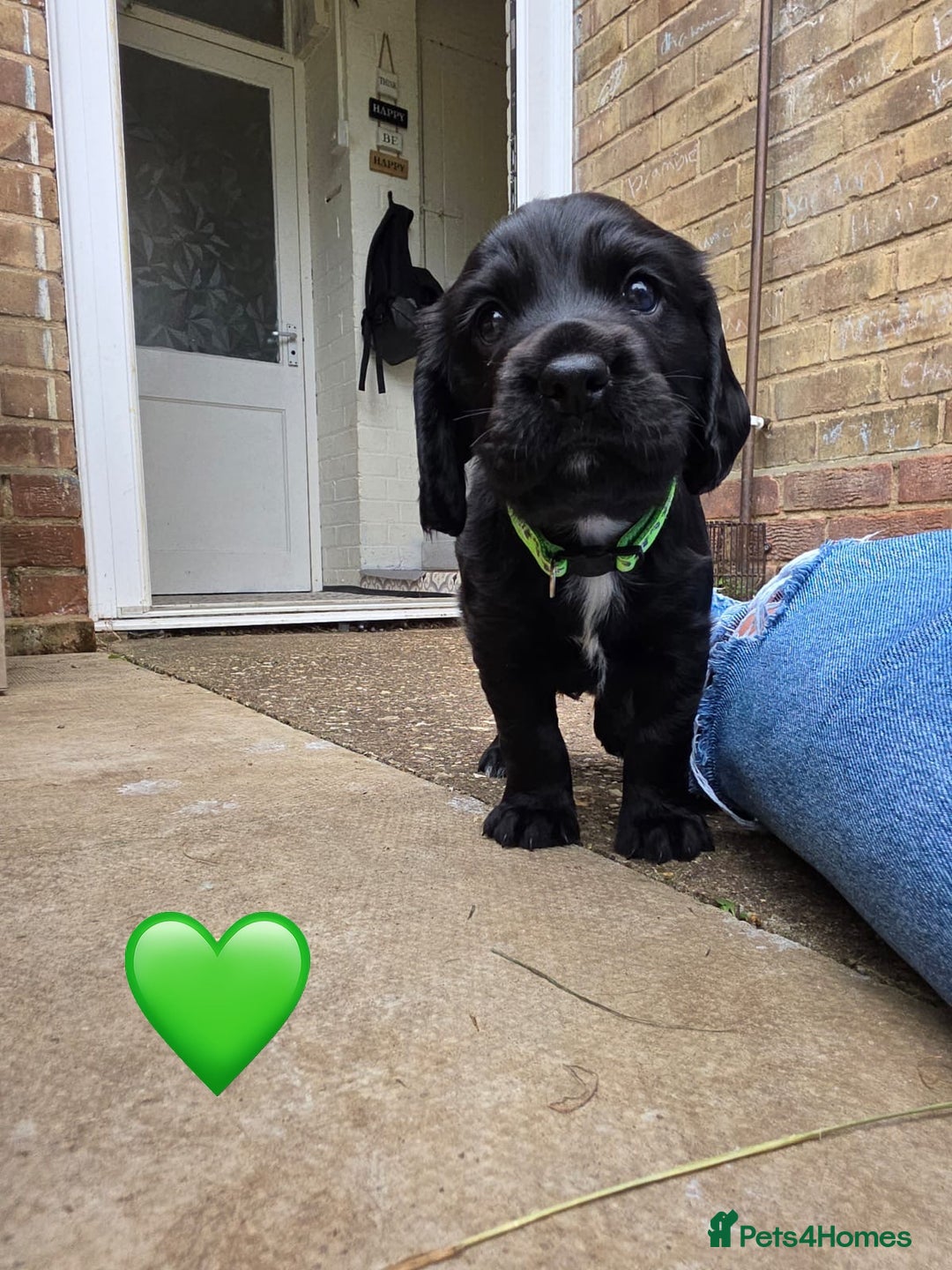Cocker Spaniel dogs for sale: Cocker Spaniels For Sale - Image 3