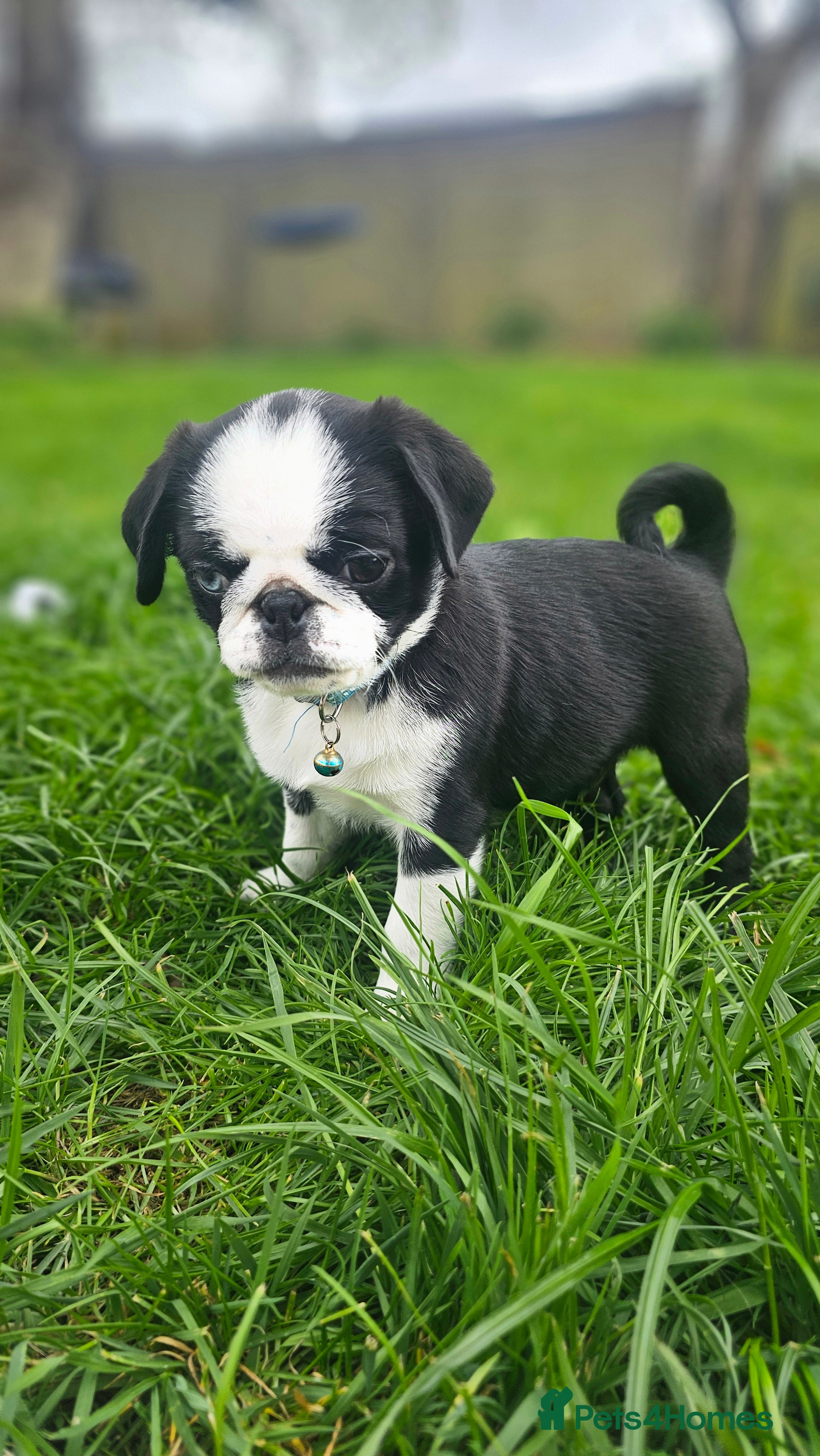 Pug dogs Outstanding Pugs Ready to Go to their new Home - Advert 2