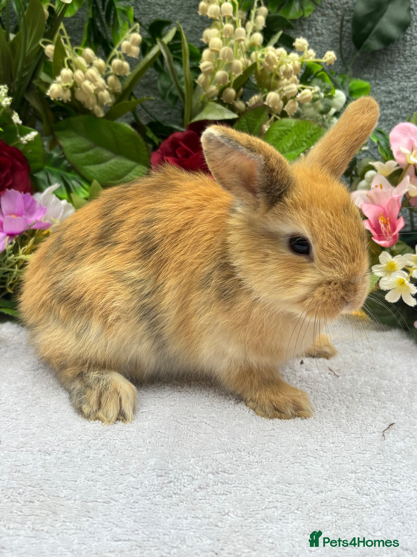 Mixed Breed rabbits 4 mini lop orange bunnies 2 male 2 female - Advert 1