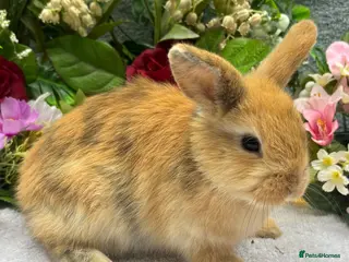 Mixed Breed rabbits 4 mini lop orange bunnies 2 male 2 female - Advert 1