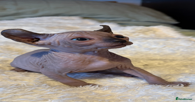 Sphynx cats - Advert 4