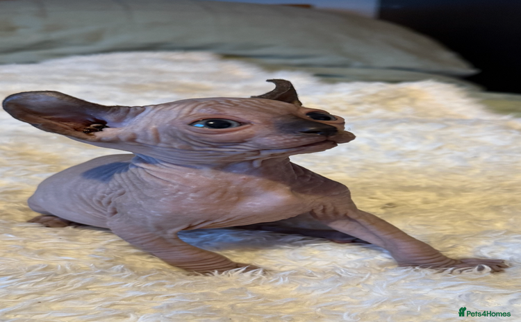 Sphynx cats - Advert 2