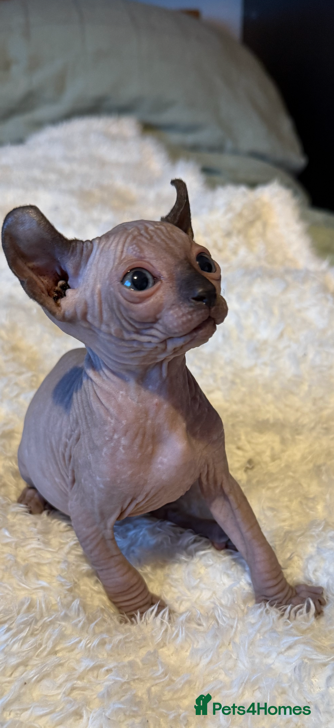 Sphynx cats for sale: 6 adorable sphinx kittens for sale  - Image 1