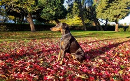 Dobermann dogs for sale: Beautiful Doberman puppies 3 boys 3 girls for sale - Image 13