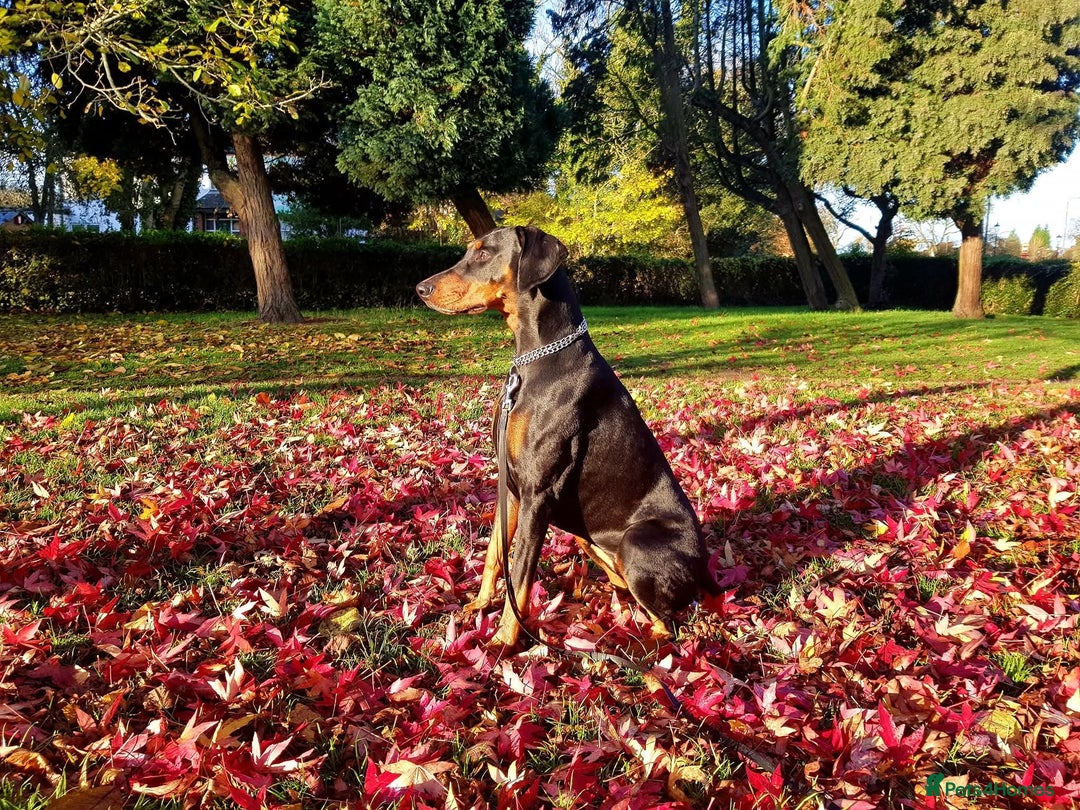 Dobermann dogs for sale: Beautiful Doberman puppies 3 boys 3 girls for sale - Image 13