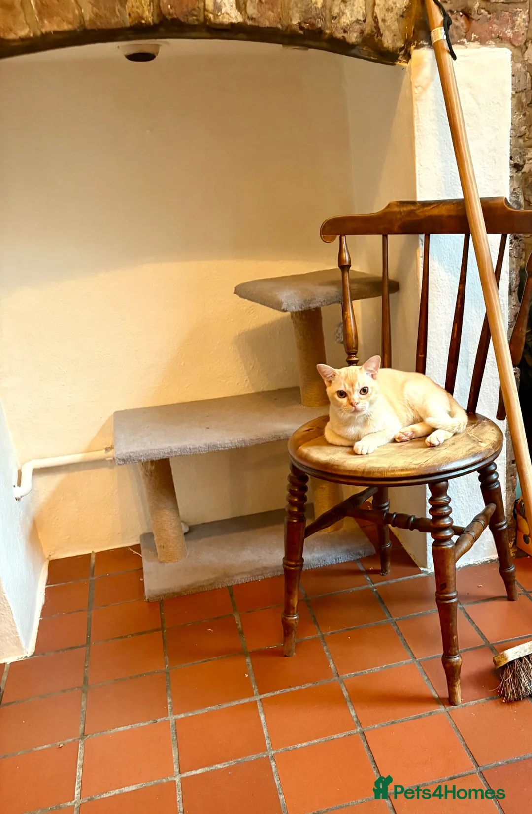 Burmese cats for sale: Red Burmese boy - Advert 2