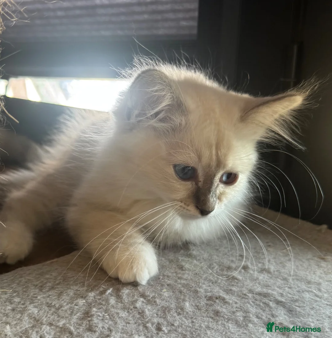 Birman cats for sale: Strong healthy Birman babies available  in Peacehaven - Advert 19