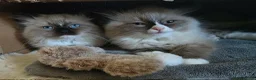 Ragdoll cats for sale: Last gorgeous boy ready for new home!! - Advert 2