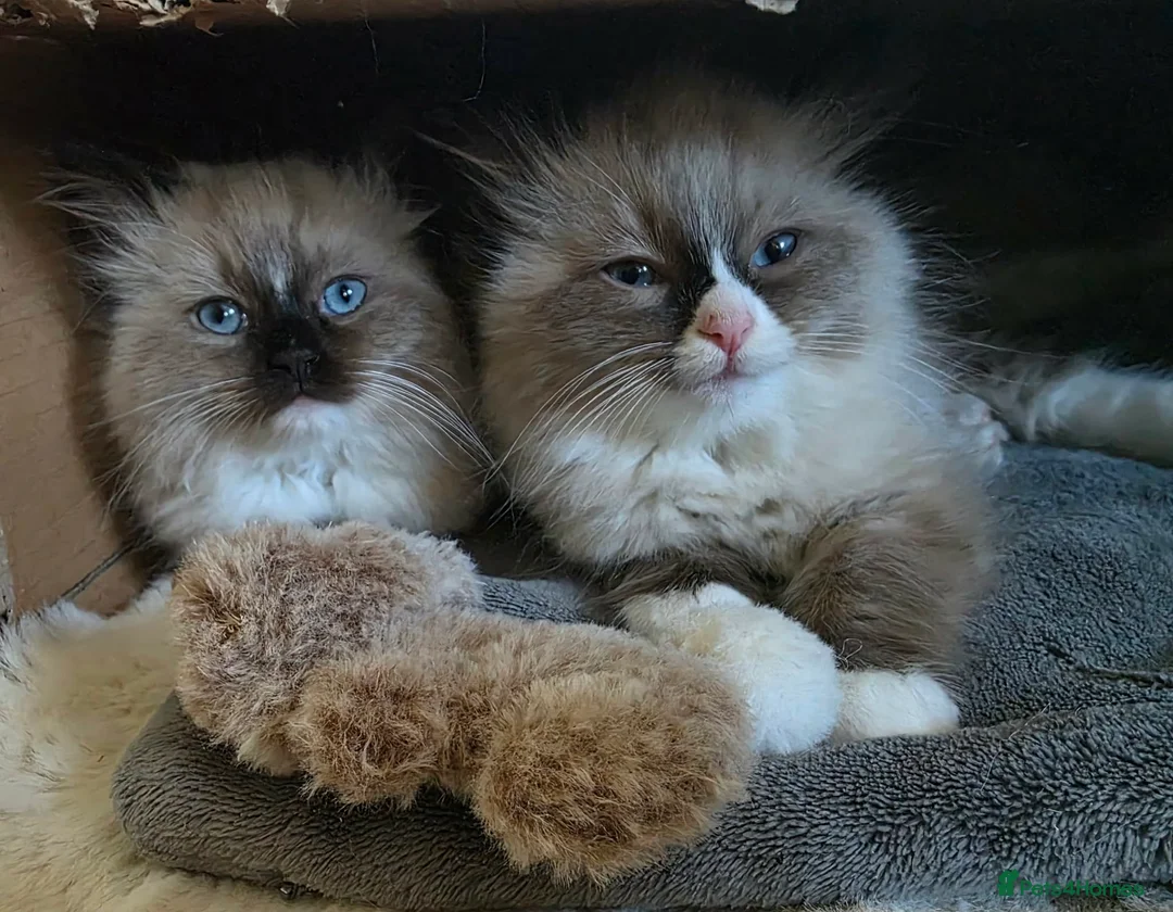 Ragdoll cats for sale: Last gorgeous boy ready for new home!! - Advert 2