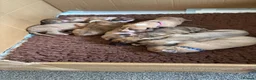 Whippet dogs for sale: Wonderful Whippets in Ashford - Advert 2