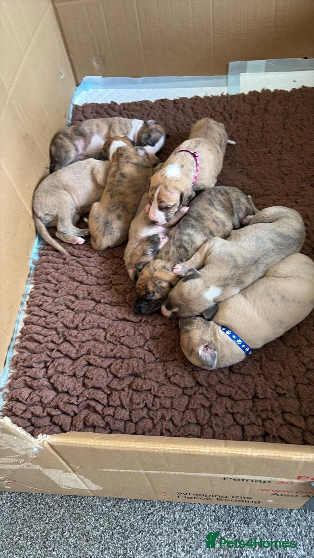 Whippet dogs for sale: Wonderful Whippets in Ashford - Advert 2