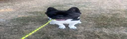 Akita dogs for sale: Zeus the most beautiful American Akita in Wokingham - Advert 8