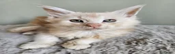 Maine Coon cats for sale: Beautiful Maine Coon kittens  - Advert 16