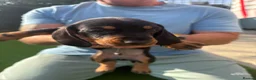 Dachshund dogs for sale: Dachshunds for sale - Advert 8