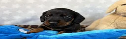 Miniature Dachshund dogs for sale: 🏆KC Registered Miniature Dachshund Puppies 🐾  - Advert 5
