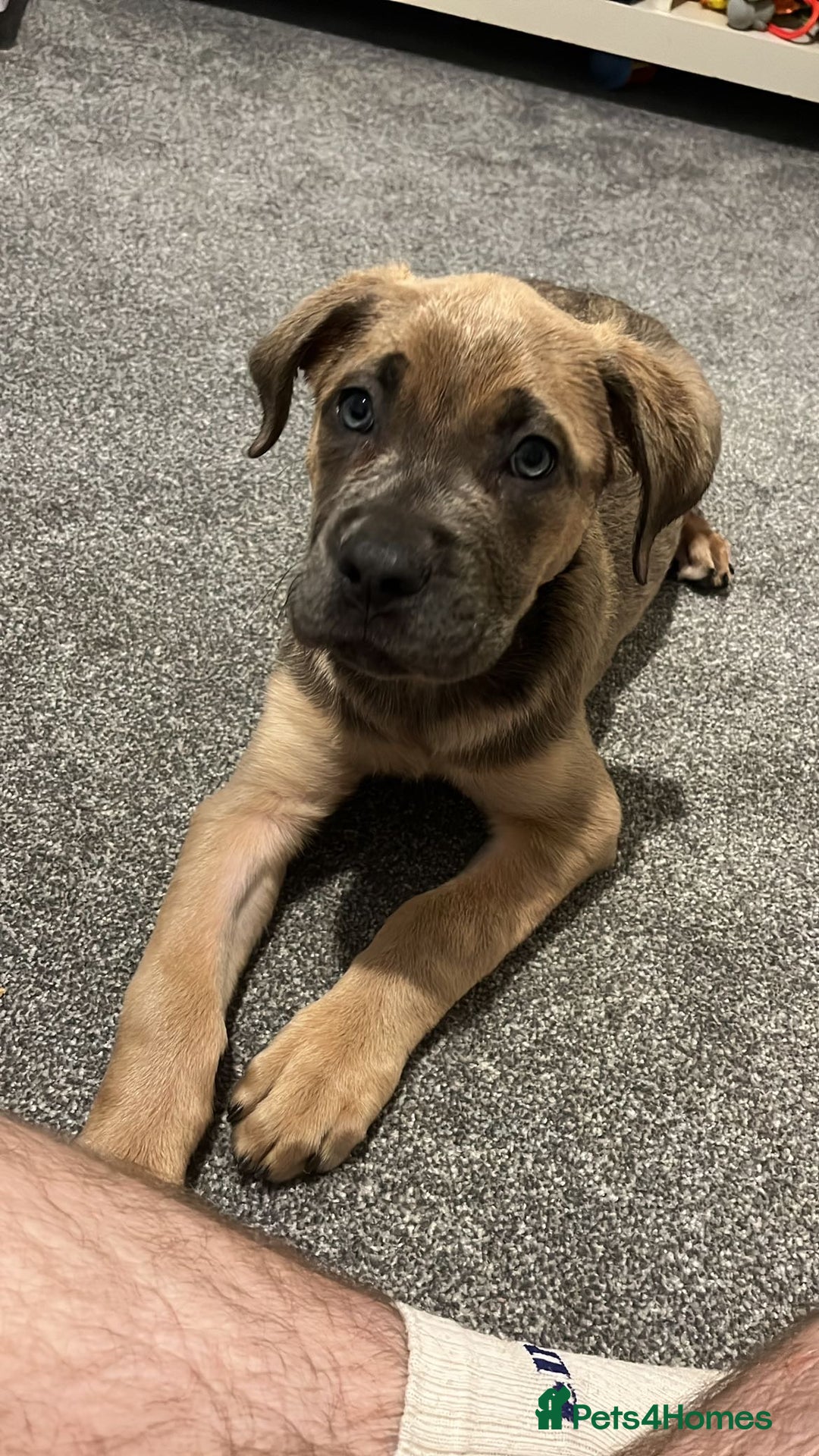 Cane Corso dogs for sale: Cane Corso Female 5 months  - Advert 3