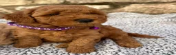 Poochon dogs for sale: 🐾 Beautiful Poochon Puppies – 4 Girls & 1 Boy 🐾 in Ruthin - Advert 23