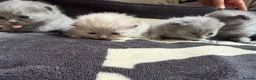 British Shorthair cats for sale: Gorgeous British Shorthairs  - Advert 8