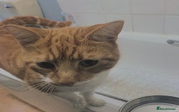 Mixed Breed cats for adoption: SIMBA - Advert 9